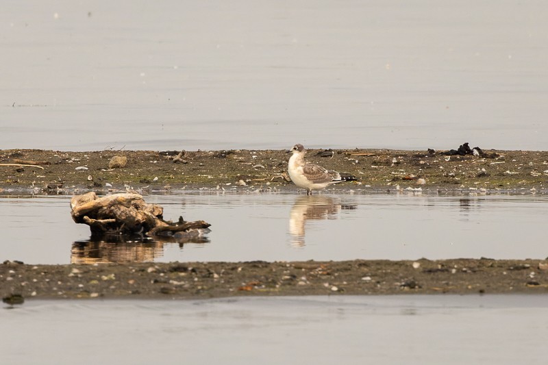 Mouette de Franklin - ML605716761