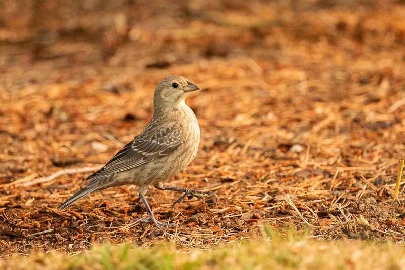 Brown-headed Cowbird - ML605716821