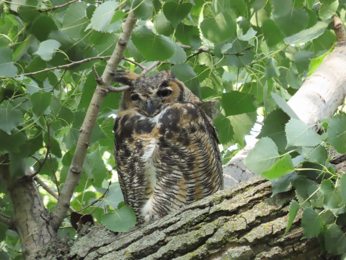 Great Horned Owl - ML605716991