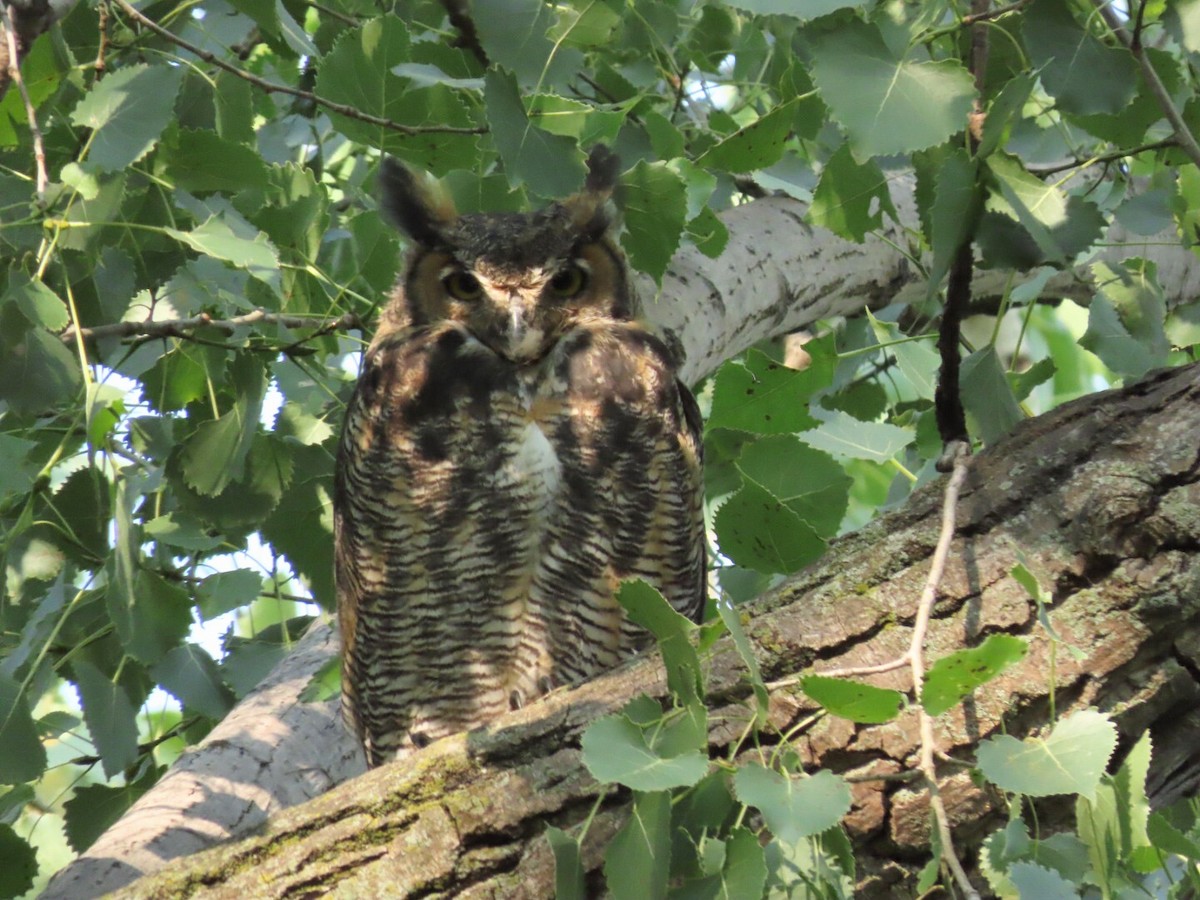 Great Horned Owl - ML605717001