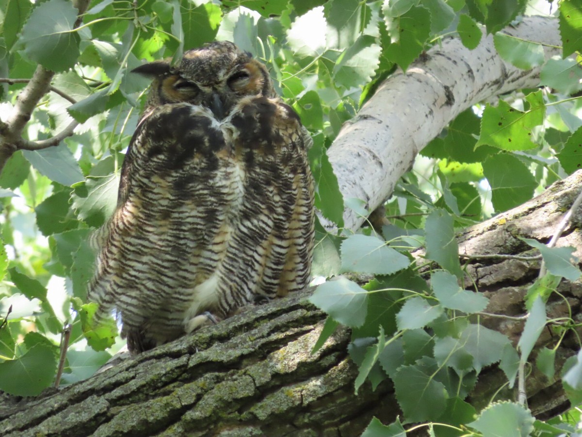 Great Horned Owl - ML605717551