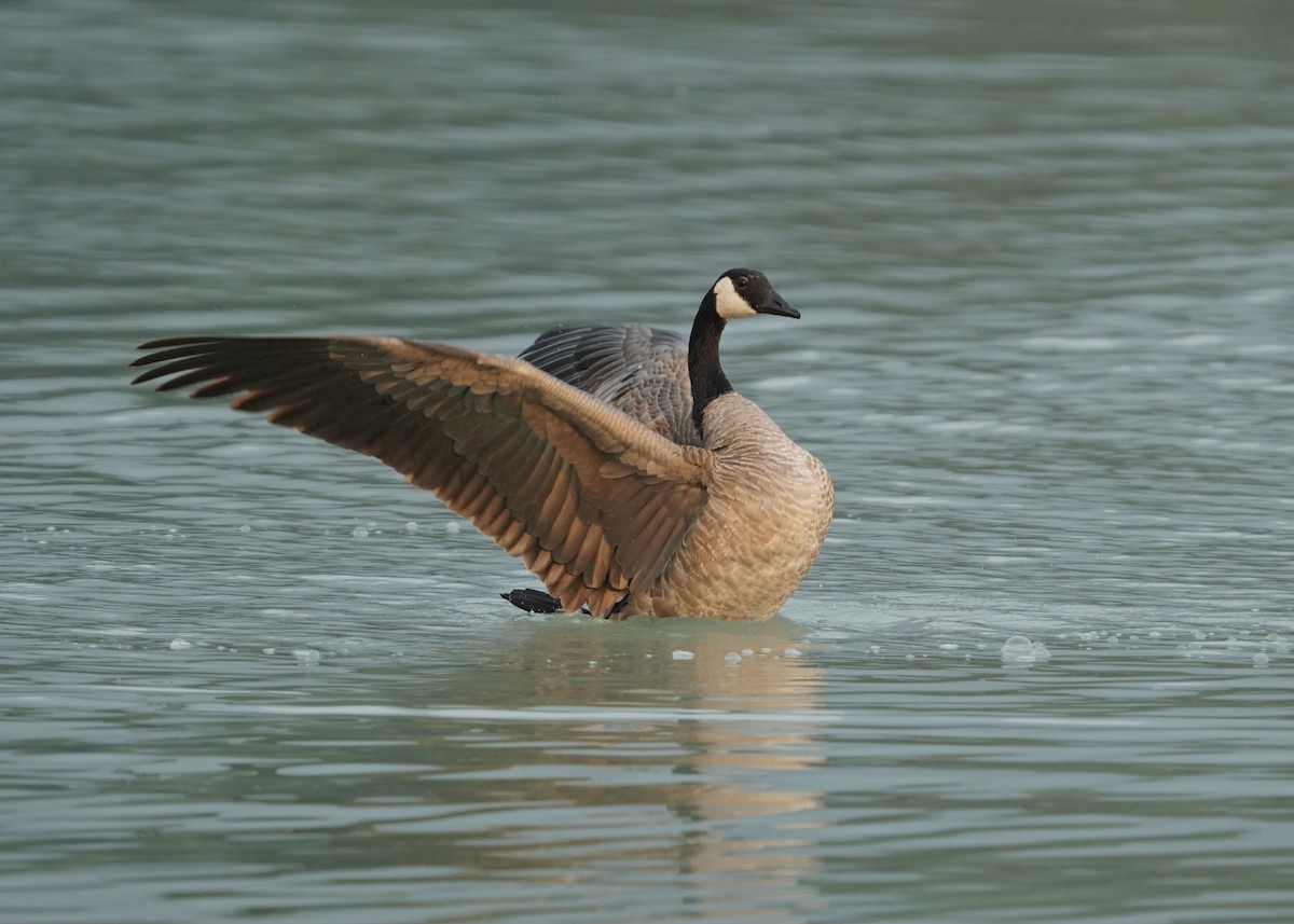 Canada Goose - ML605719041