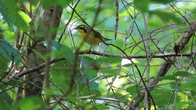 Kentucky Warbler - ML605719121