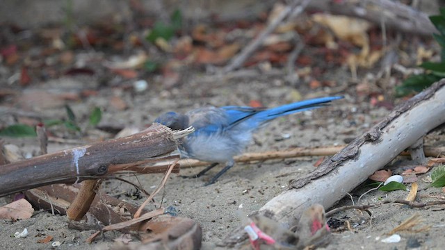 California Scrub-Jay - ML605719331