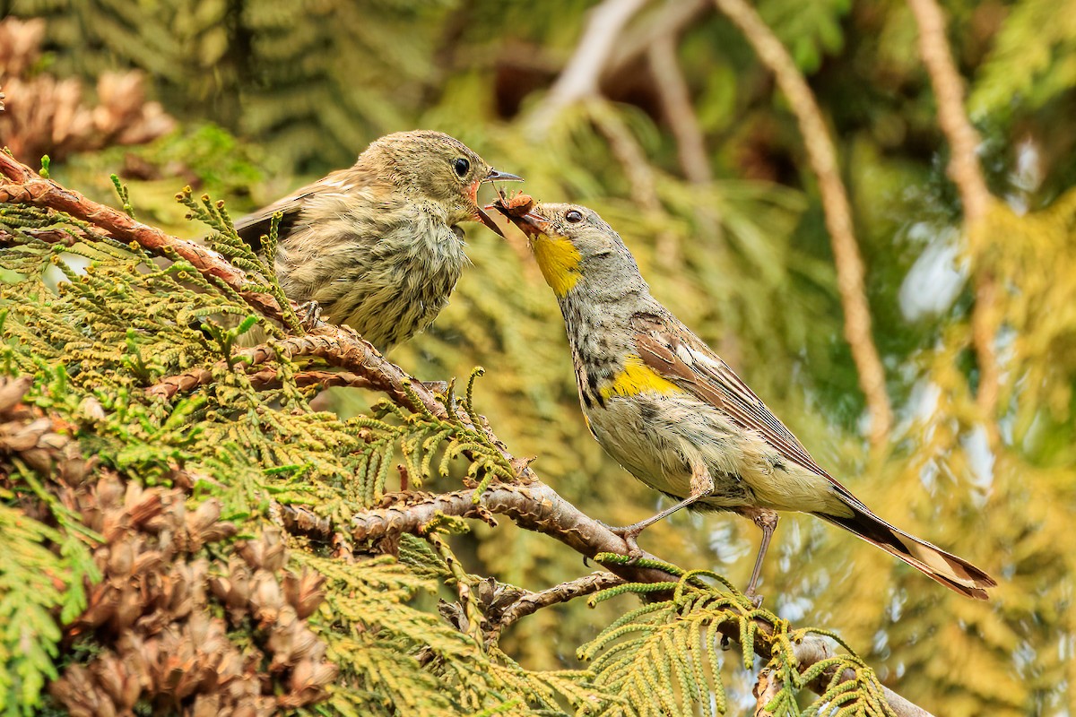 Yellow-rumped Warbler (Audubon's) - ML605721481