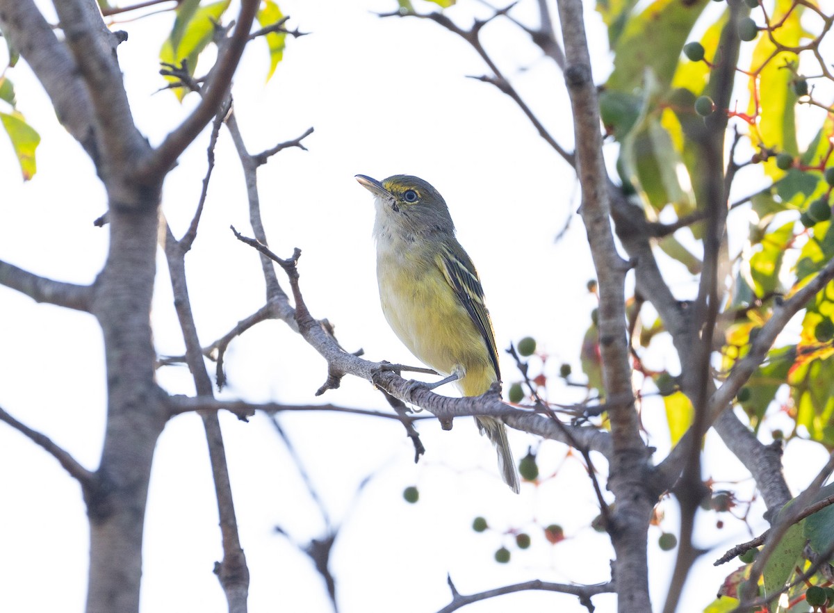 White-eyed Vireo - ML605722001