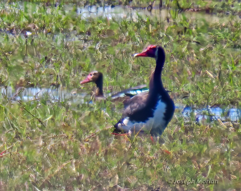 Spur-winged Goose - ML605723081