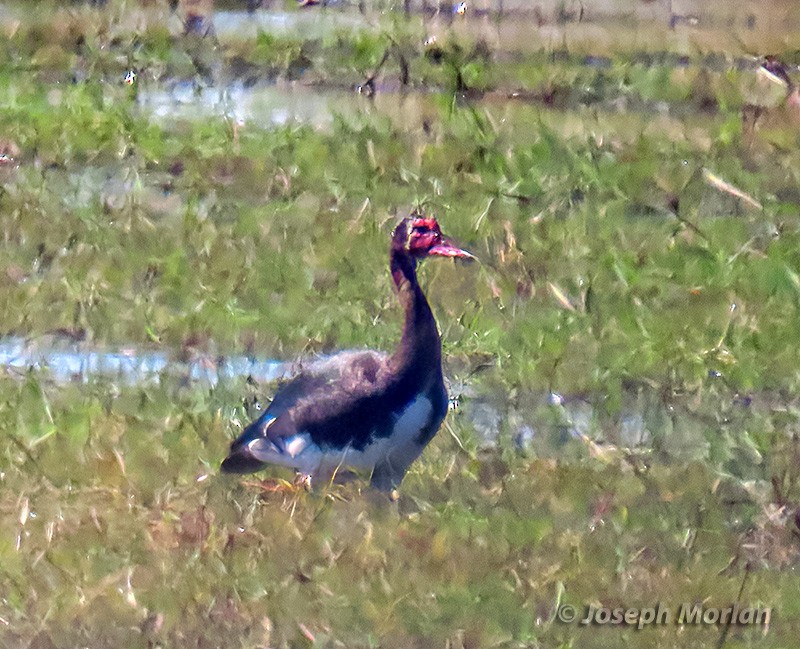 Spur-winged Goose - ML605723101