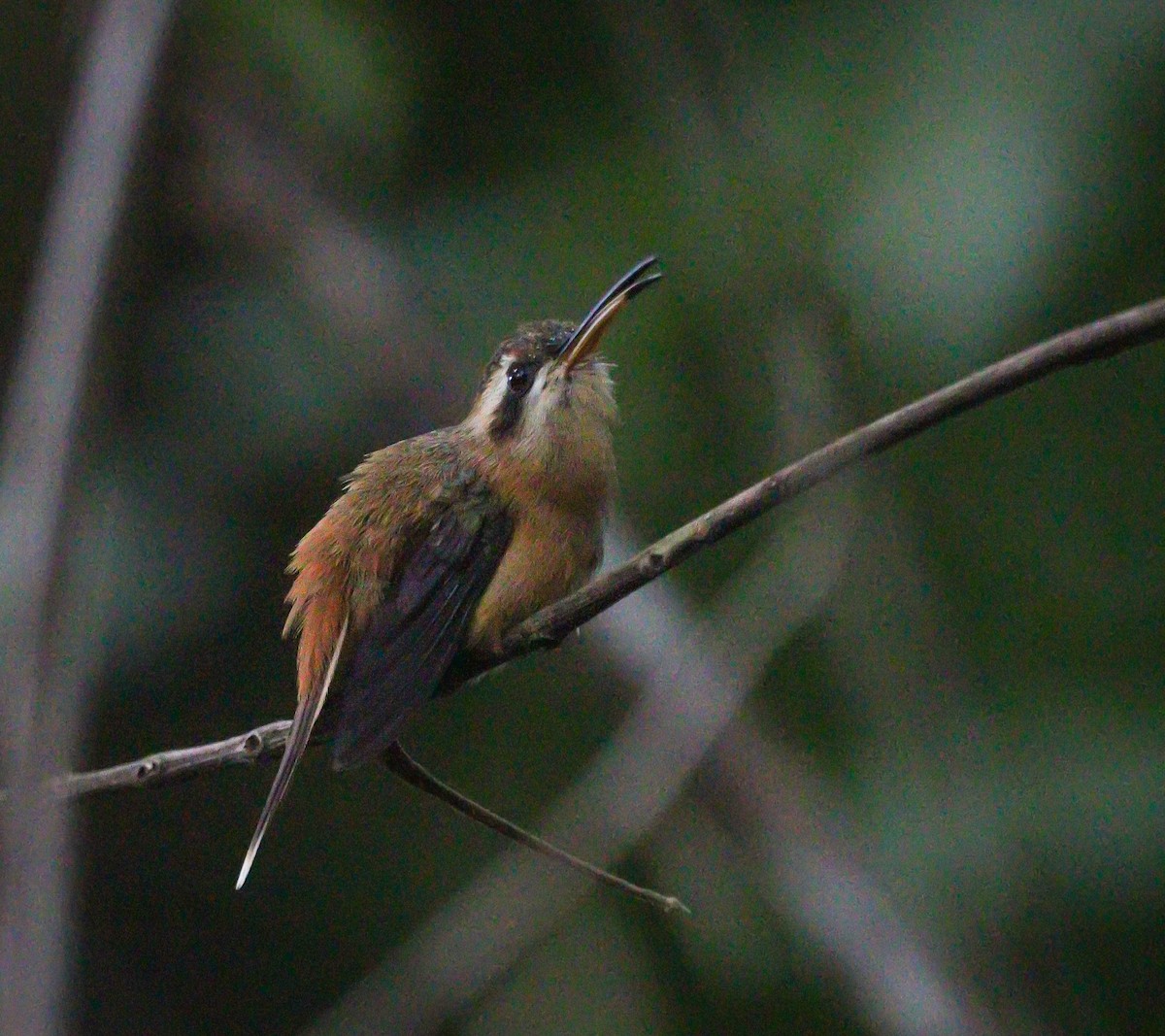 kolibřík malý - ML605724301