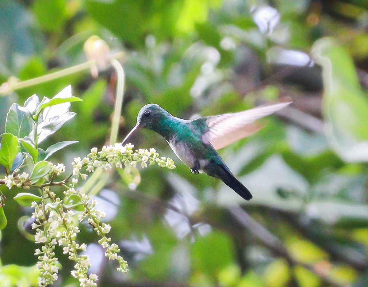 Blue-chinned Sapphire - ML605724371