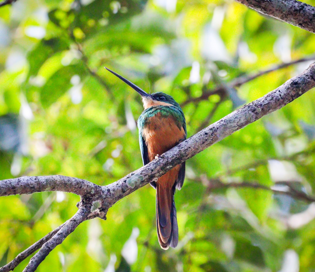 Jacamar à queue rousse - ML605724451