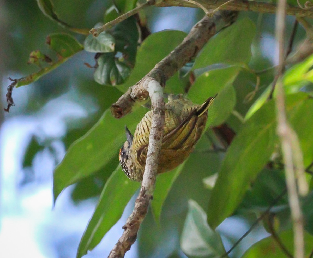 Golden-spangled Piculet - ML605724511