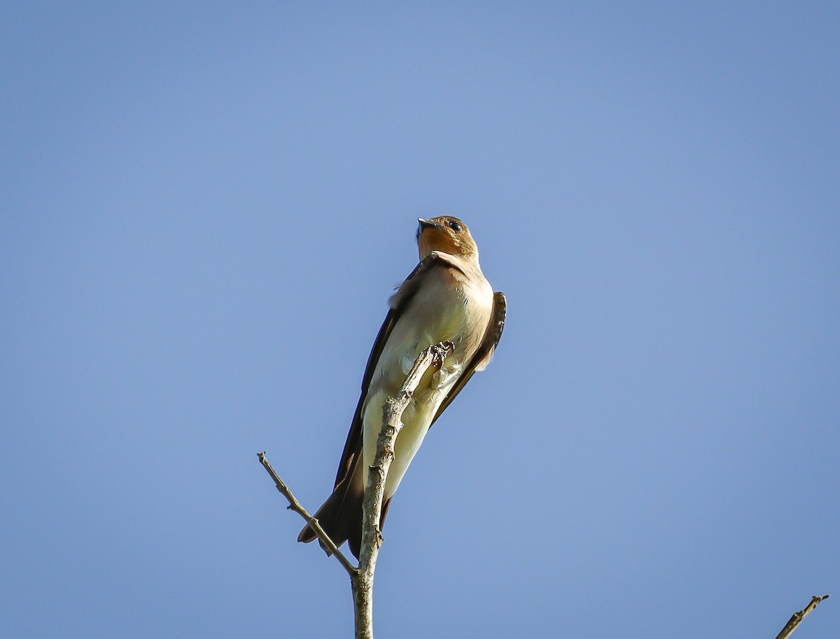 Hirondelle à gorge rousse - ML605724691