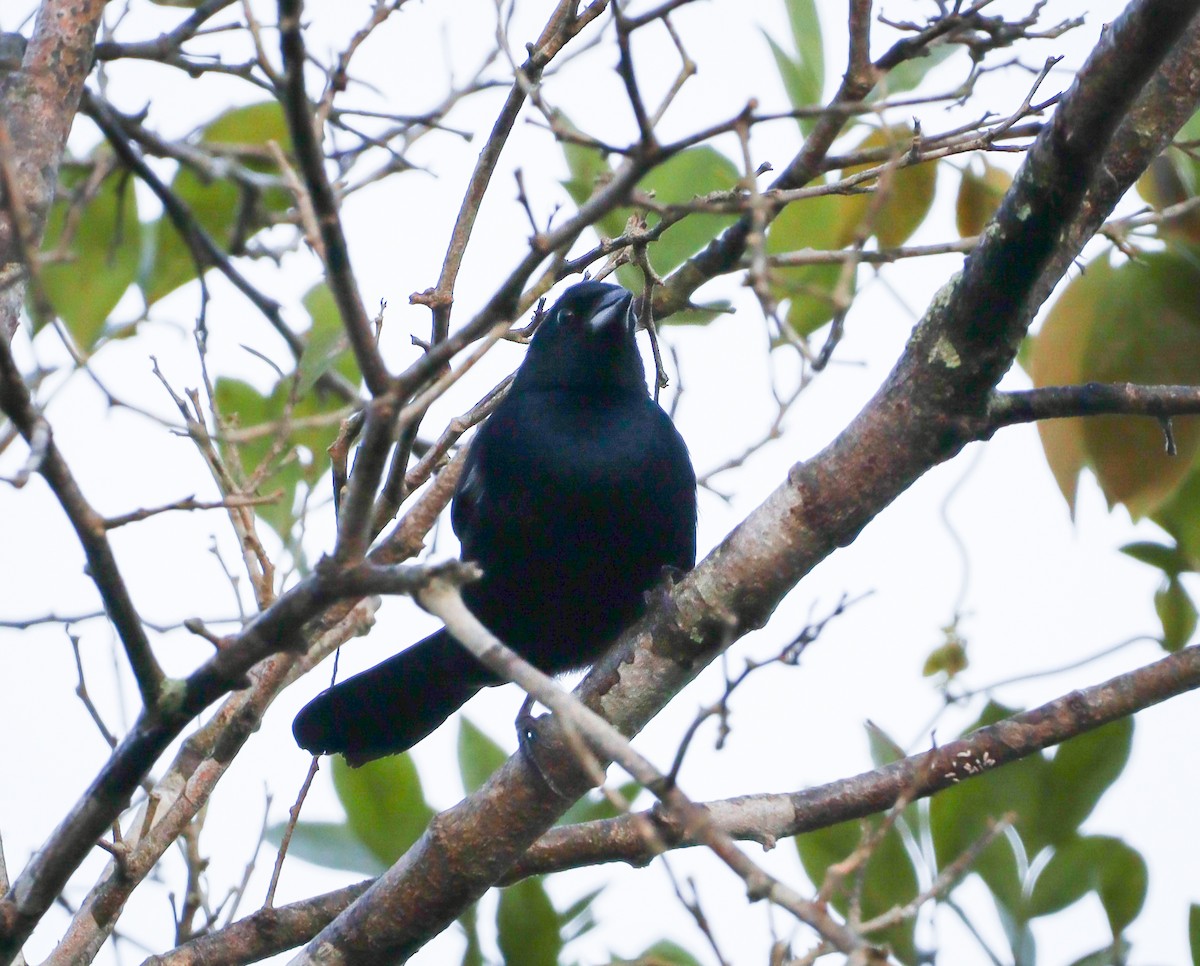 White-lined Tanager - ML605724761