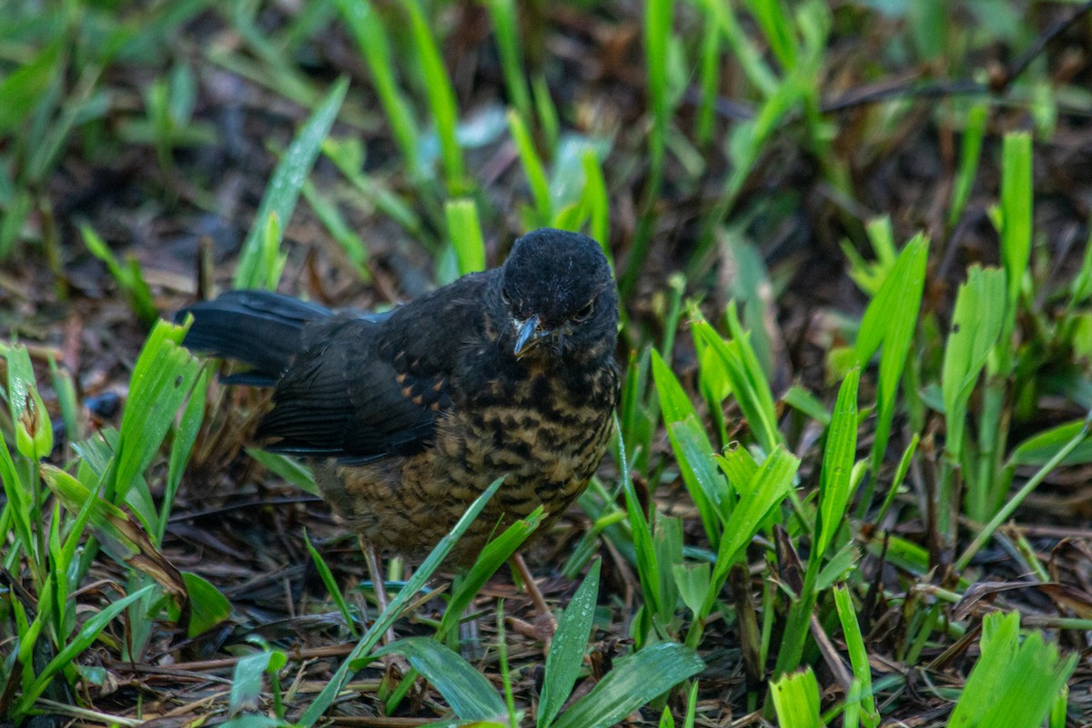 Pantepui Thrush - Francisco Russo