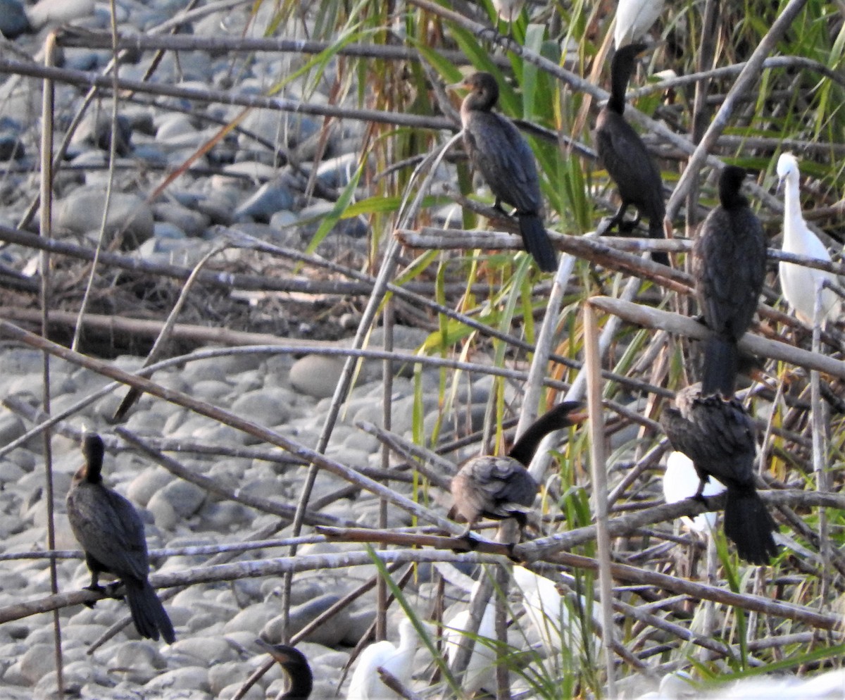 Neotropic Cormorant - ML605726211