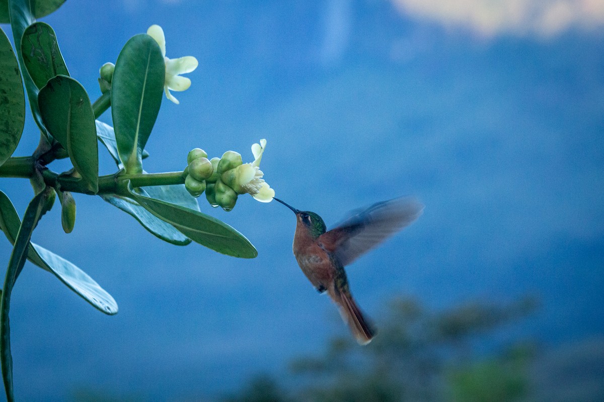 Rufous-breasted Sabrewing - Francisco Russo