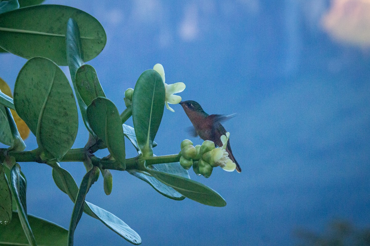 Rufous-breasted Sabrewing - Francisco Russo