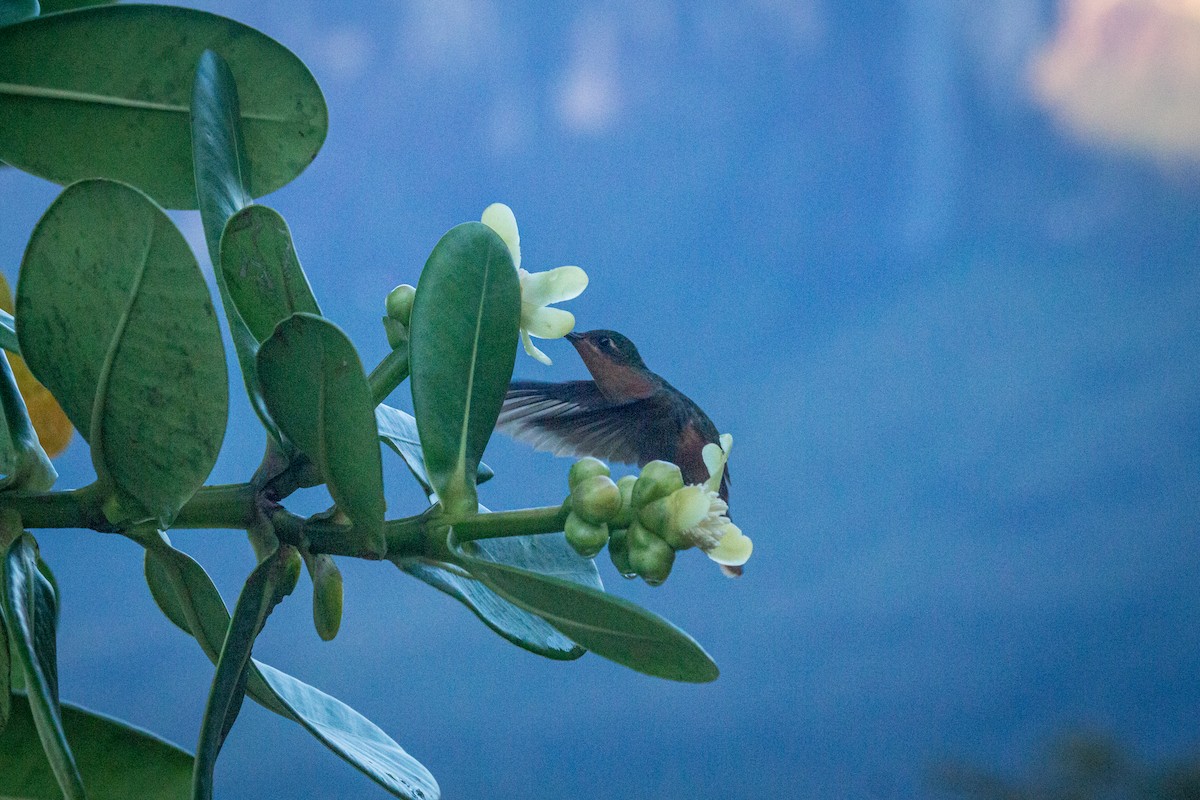 Rufous-breasted Sabrewing - Francisco Russo