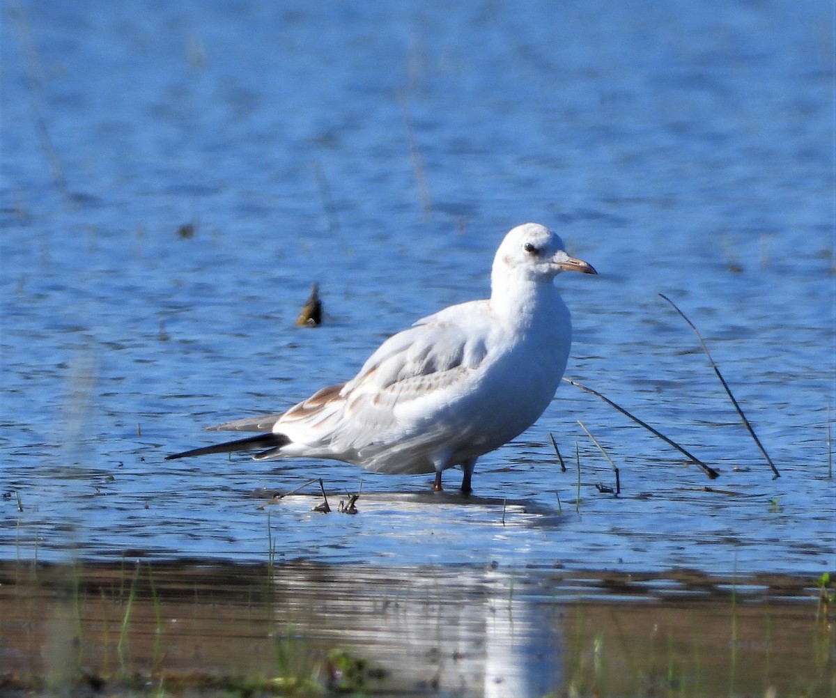 Black-headed Gull - ML605728531