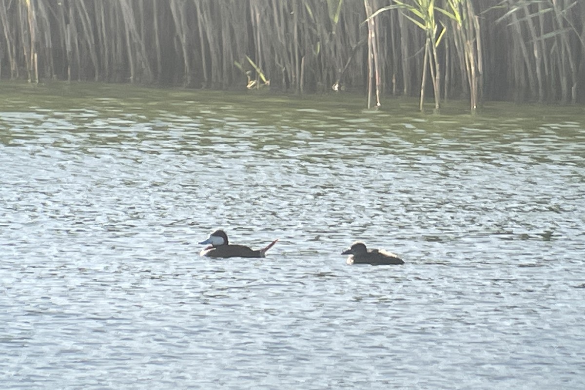 Ruddy Duck - ML605729381