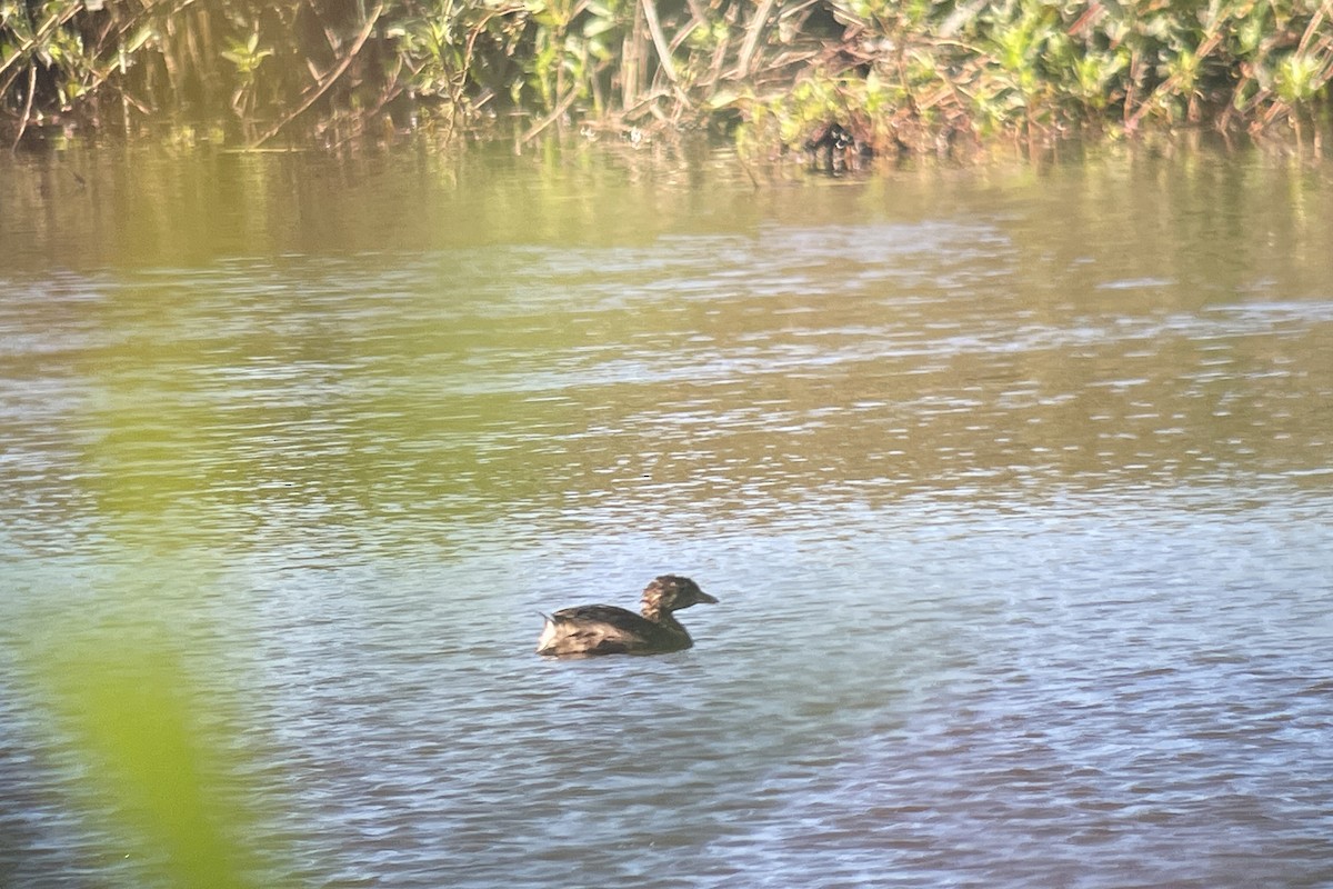 Pied-billed Grebe - ML605729481