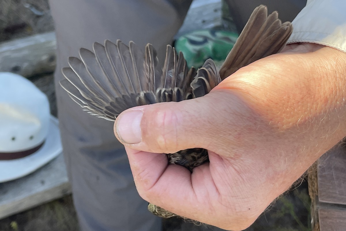 Song Sparrow - ML605729601