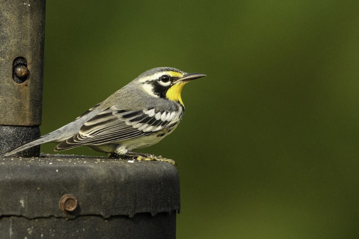 Yellow-throated Warbler - ML605729831