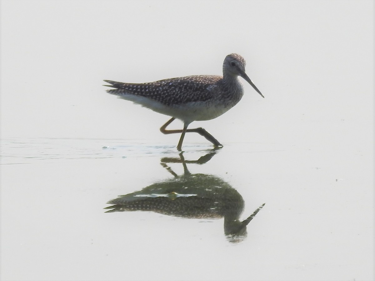 Greater Yellowlegs - ML605729951