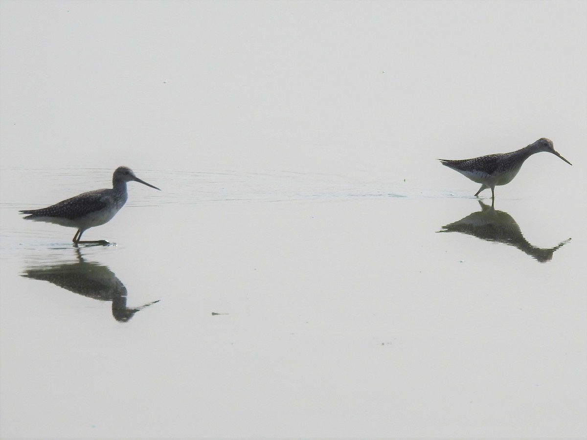 Greater Yellowlegs - ML605729961