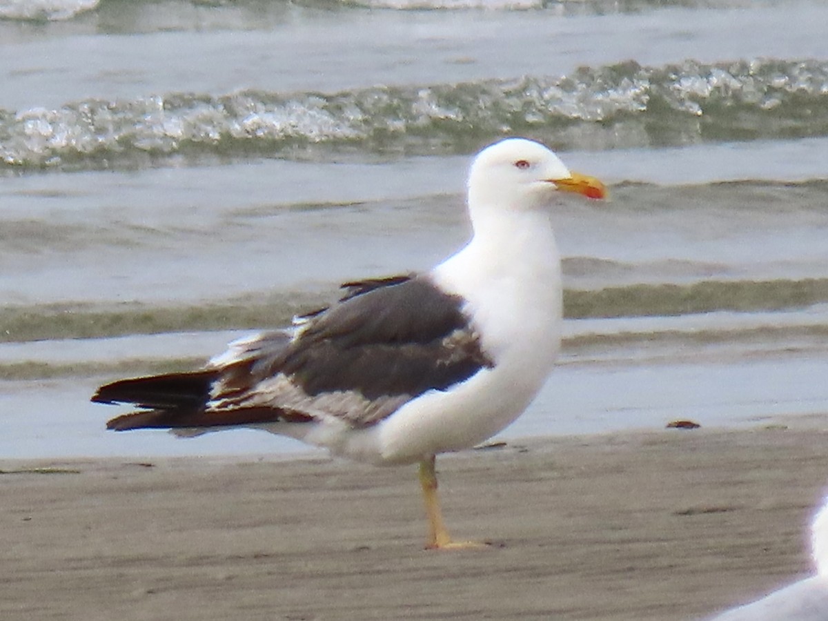 Lesser Black-backed Gull - ML605730191