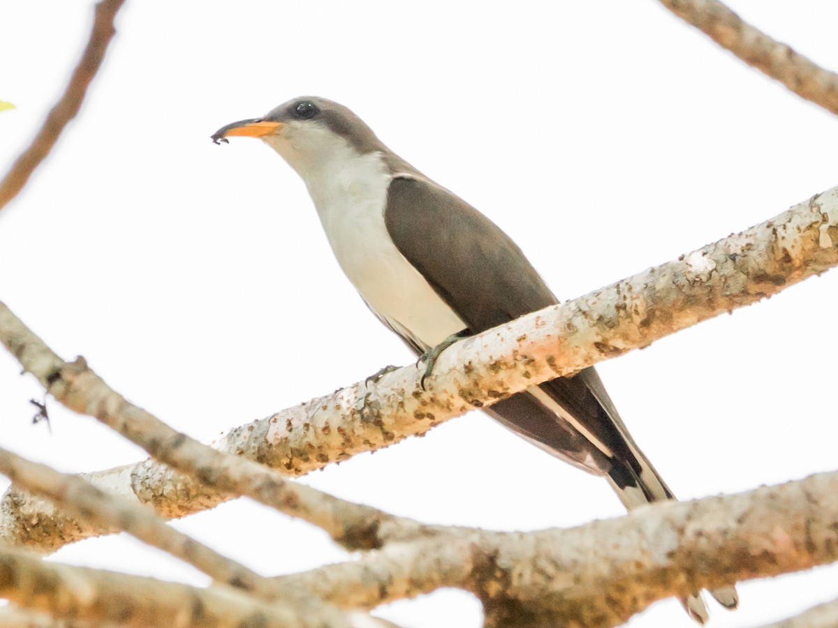 Pearly-breasted Cuckoo - ML605730551