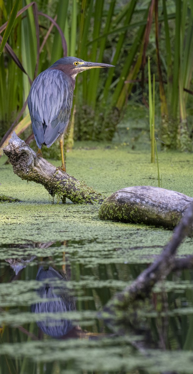 Green Heron - ML605731801