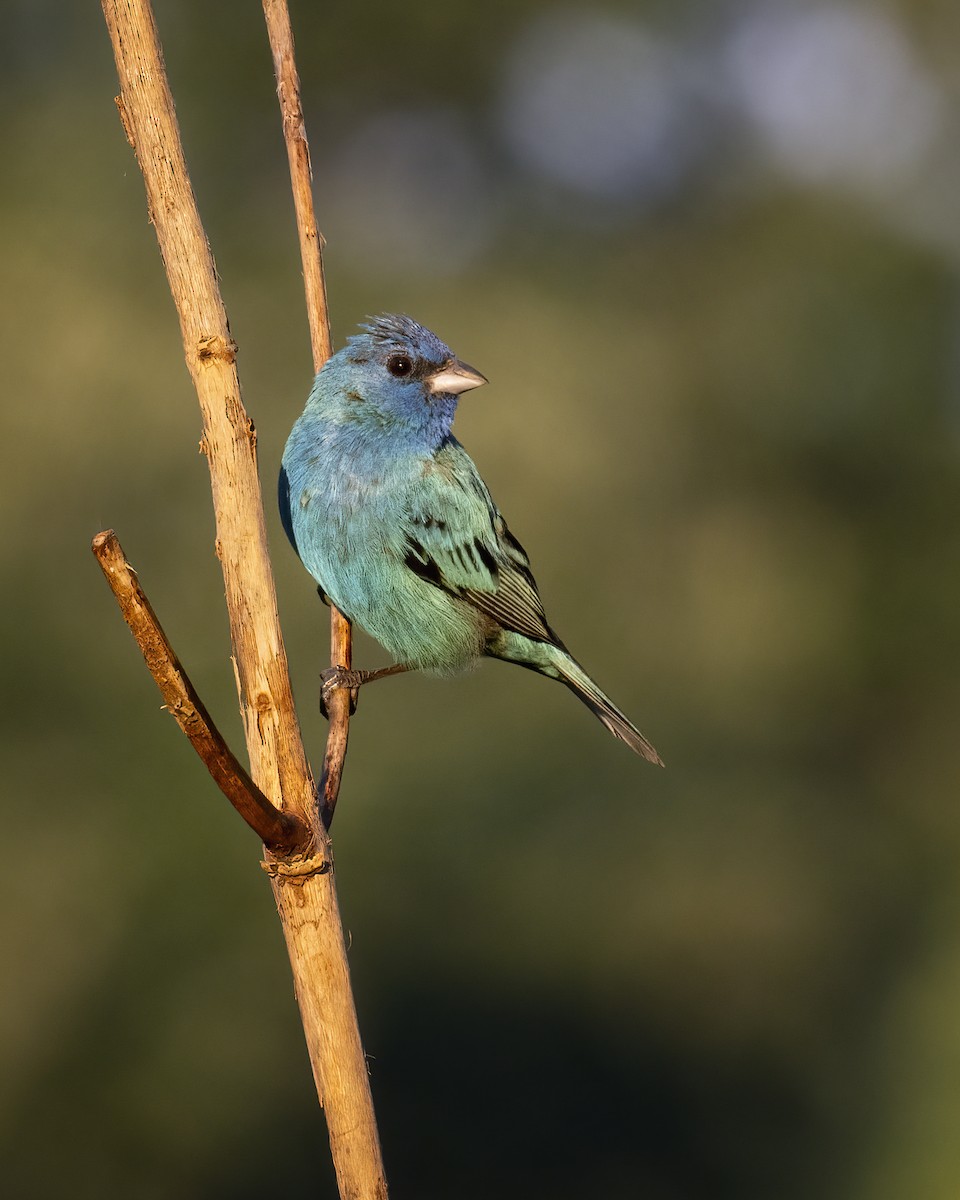 Indigo Bunting - ML605731871