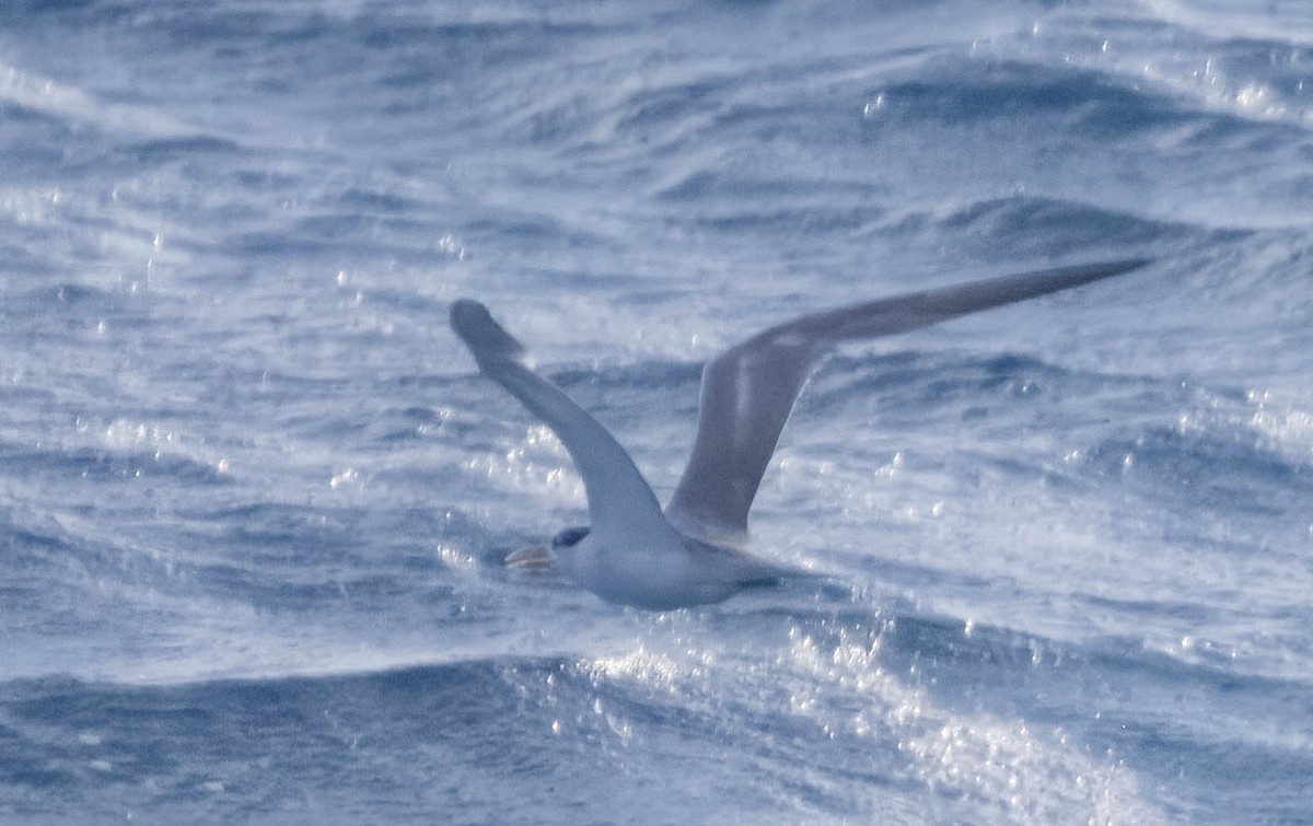 Great Crested Tern - ML605732111