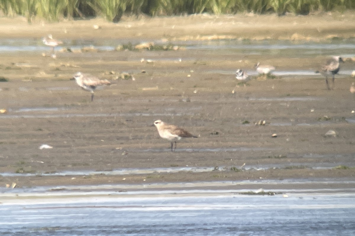 American Golden-Plover - ML605732391