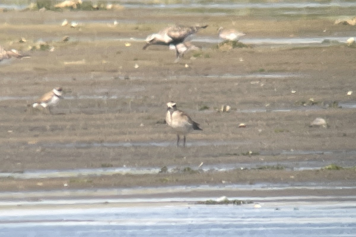 American Golden-Plover - ML605732401