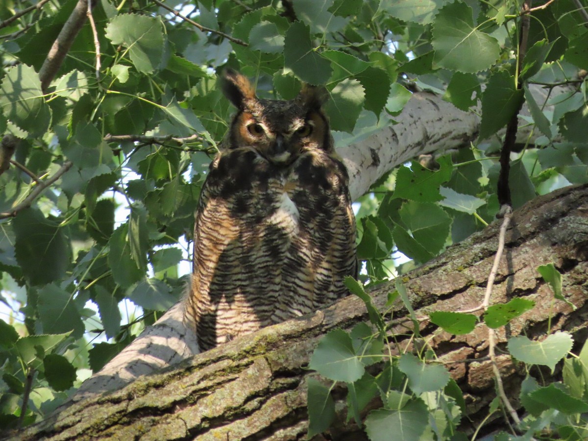 Great Horned Owl - ML605732941