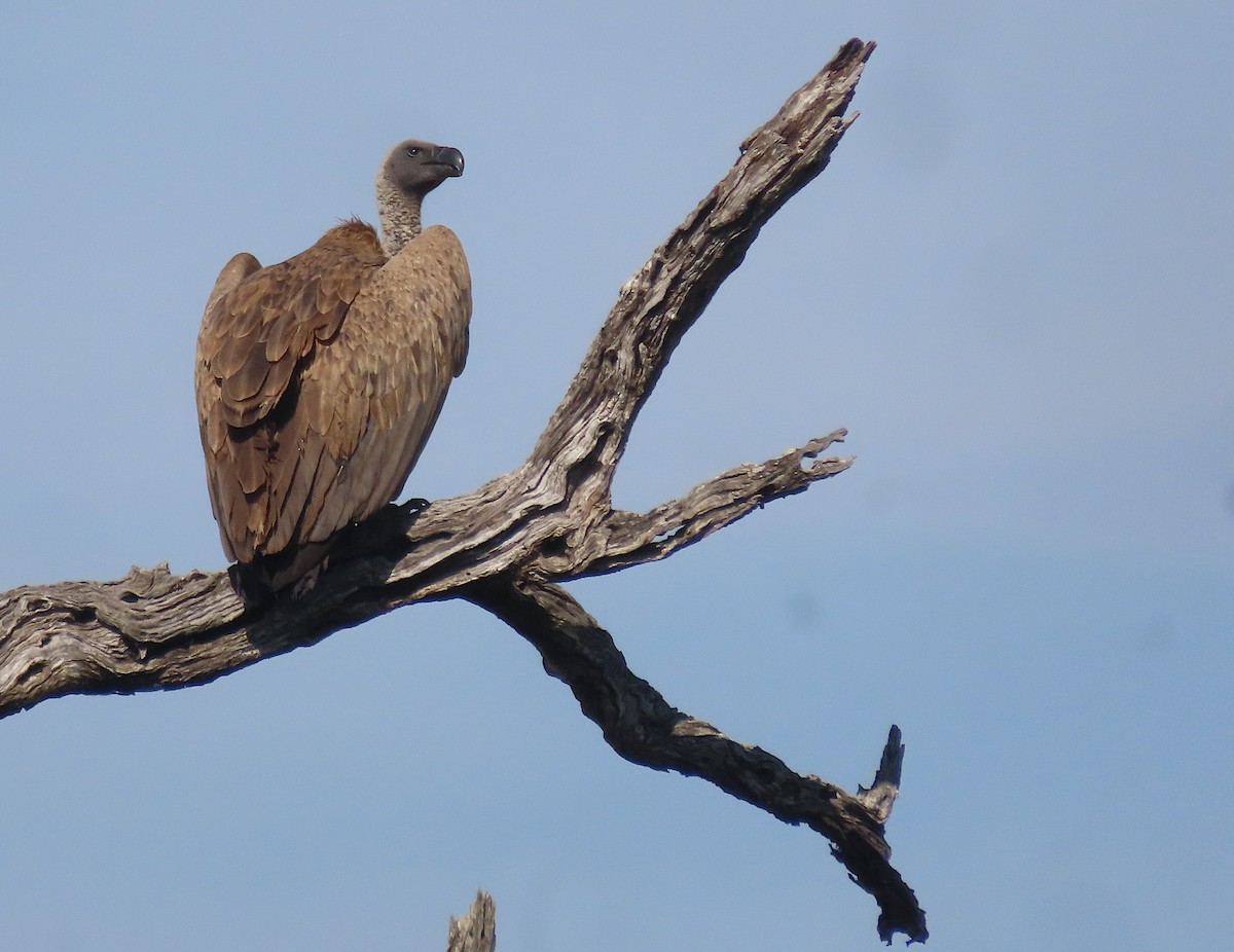 White-backed Vulture - ML605732951