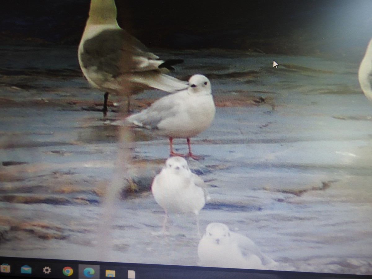 Ross's Gull - ML605733051