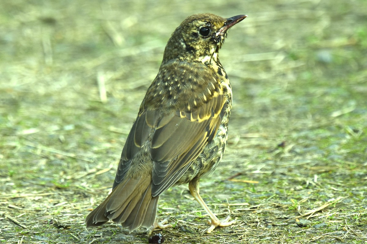 Song Thrush - Blair Whyte