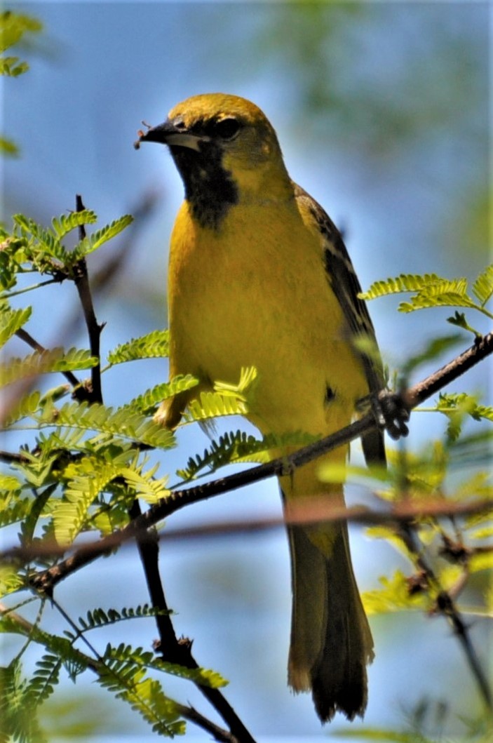 Orchard Oriole - ML605733791