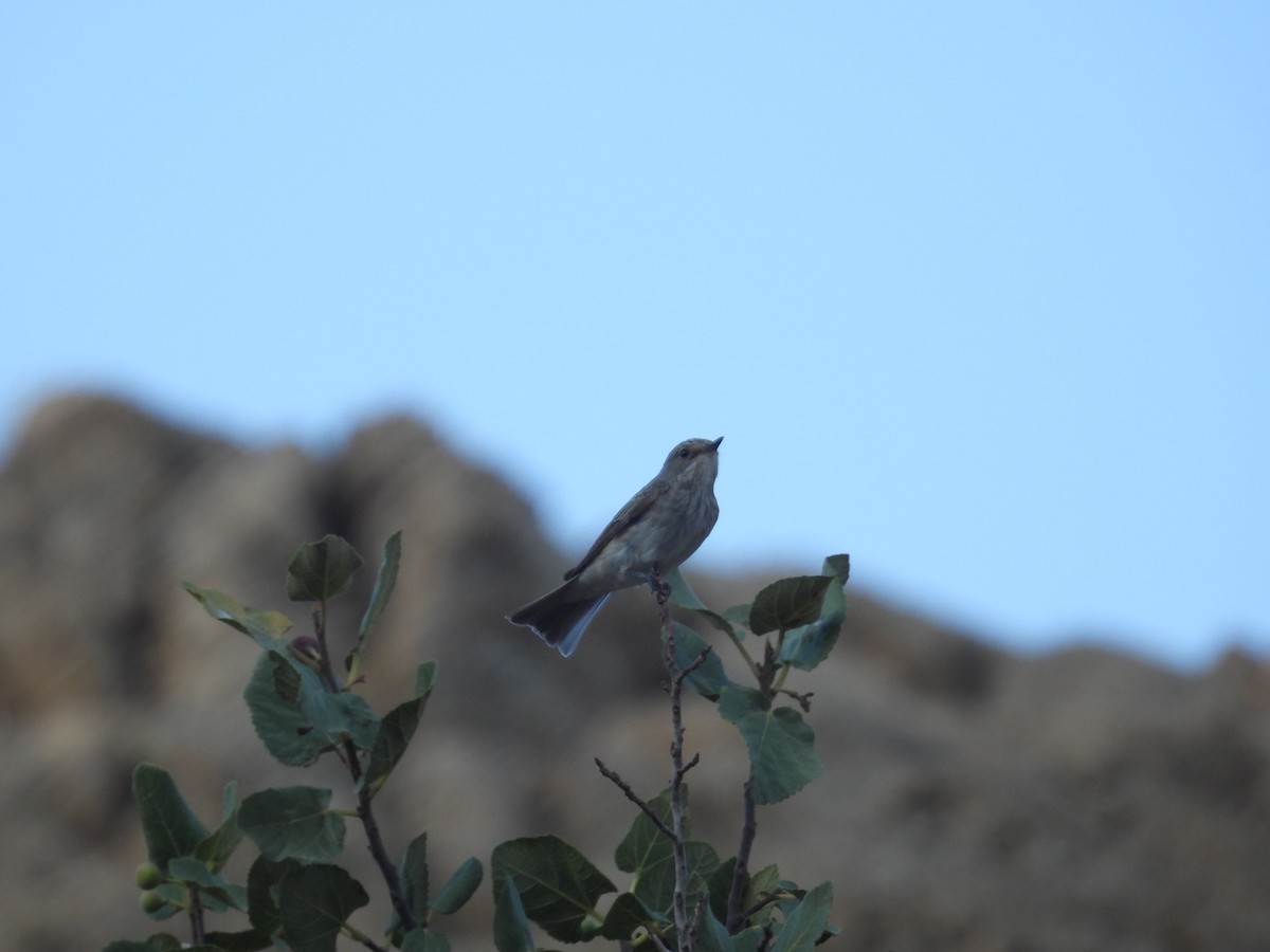 Spotted Flycatcher - ML605733811