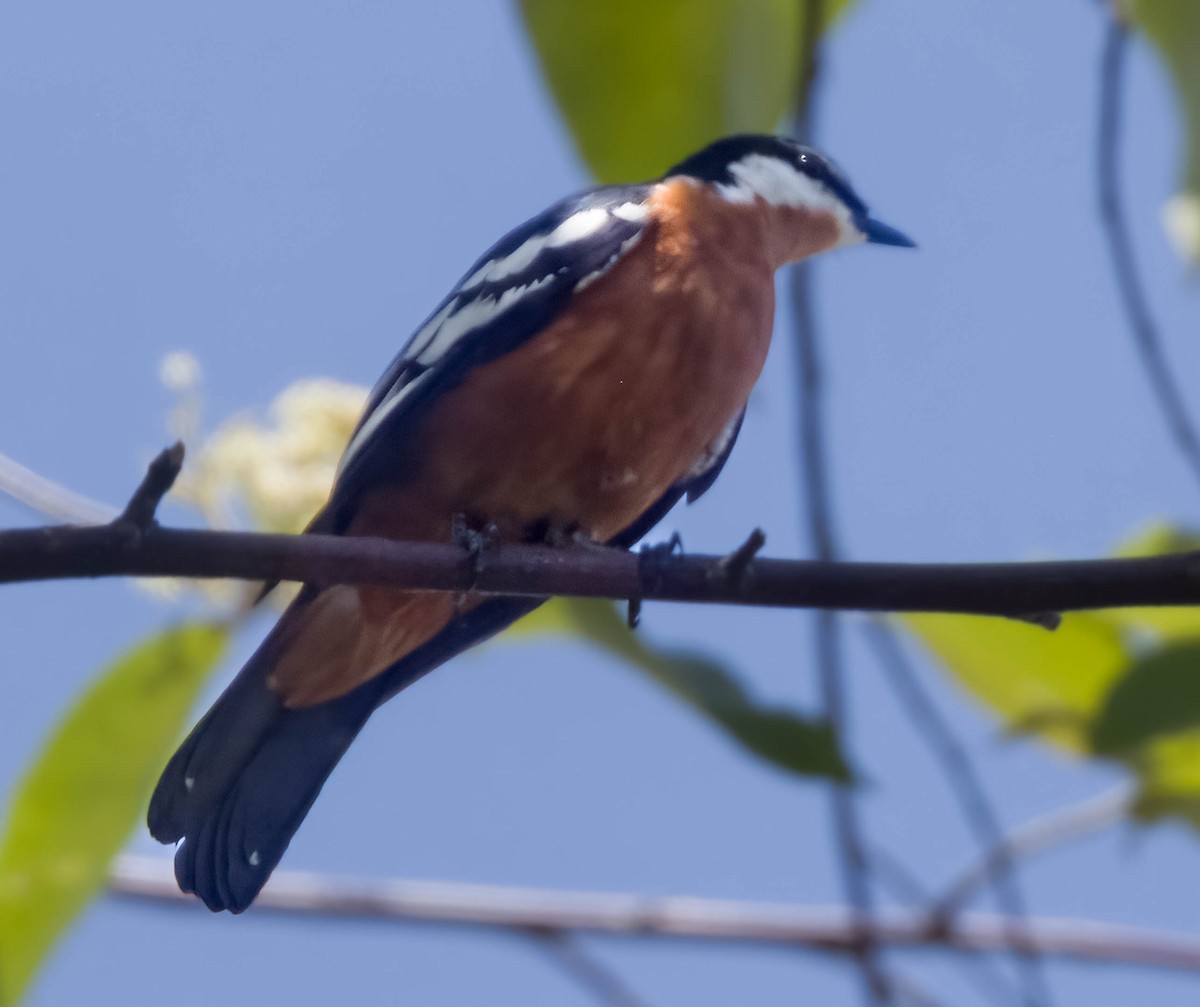 Rufous-bellied Triller - Blair Bernson