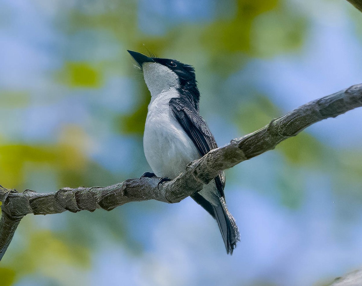 Moluccan Flycatcher - ML605734241