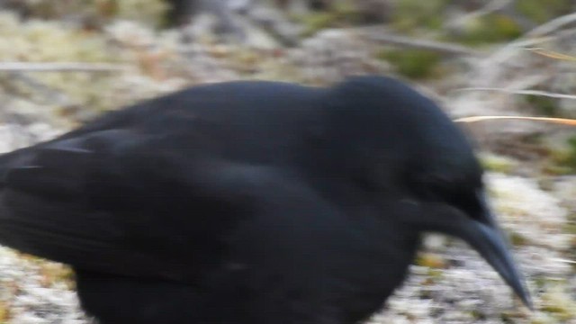 Austral Blackbird - ML605734921