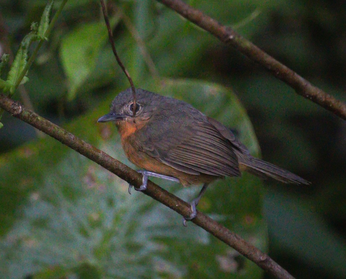 Willis's Antbird - ML605735081