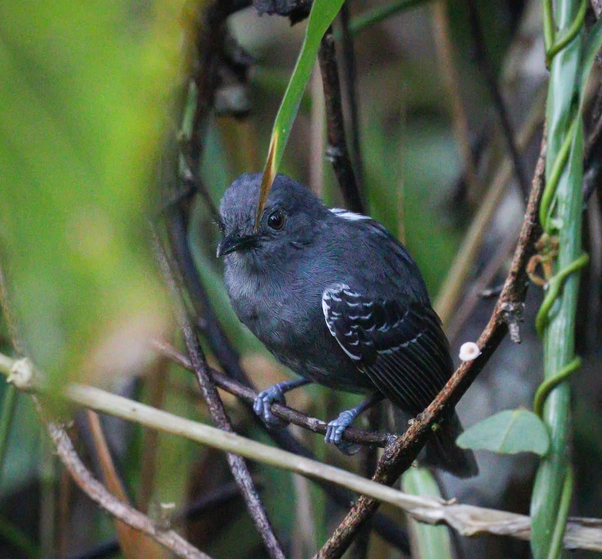 Willis's Antbird - ML605735091