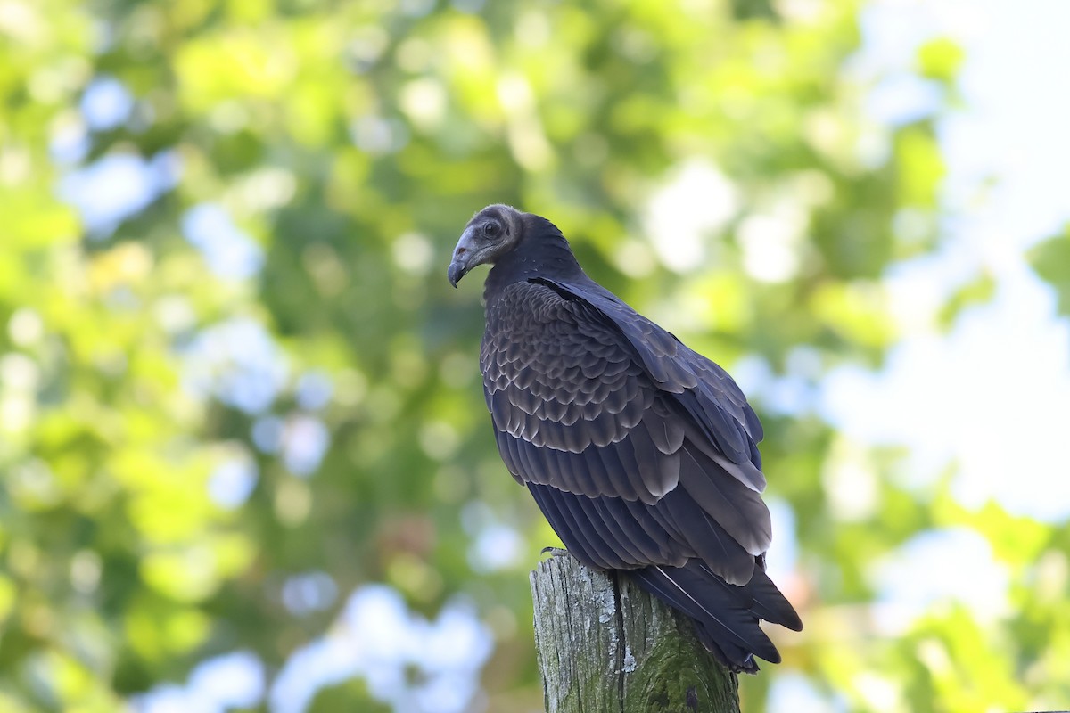 Turkey Vulture - John Mercer