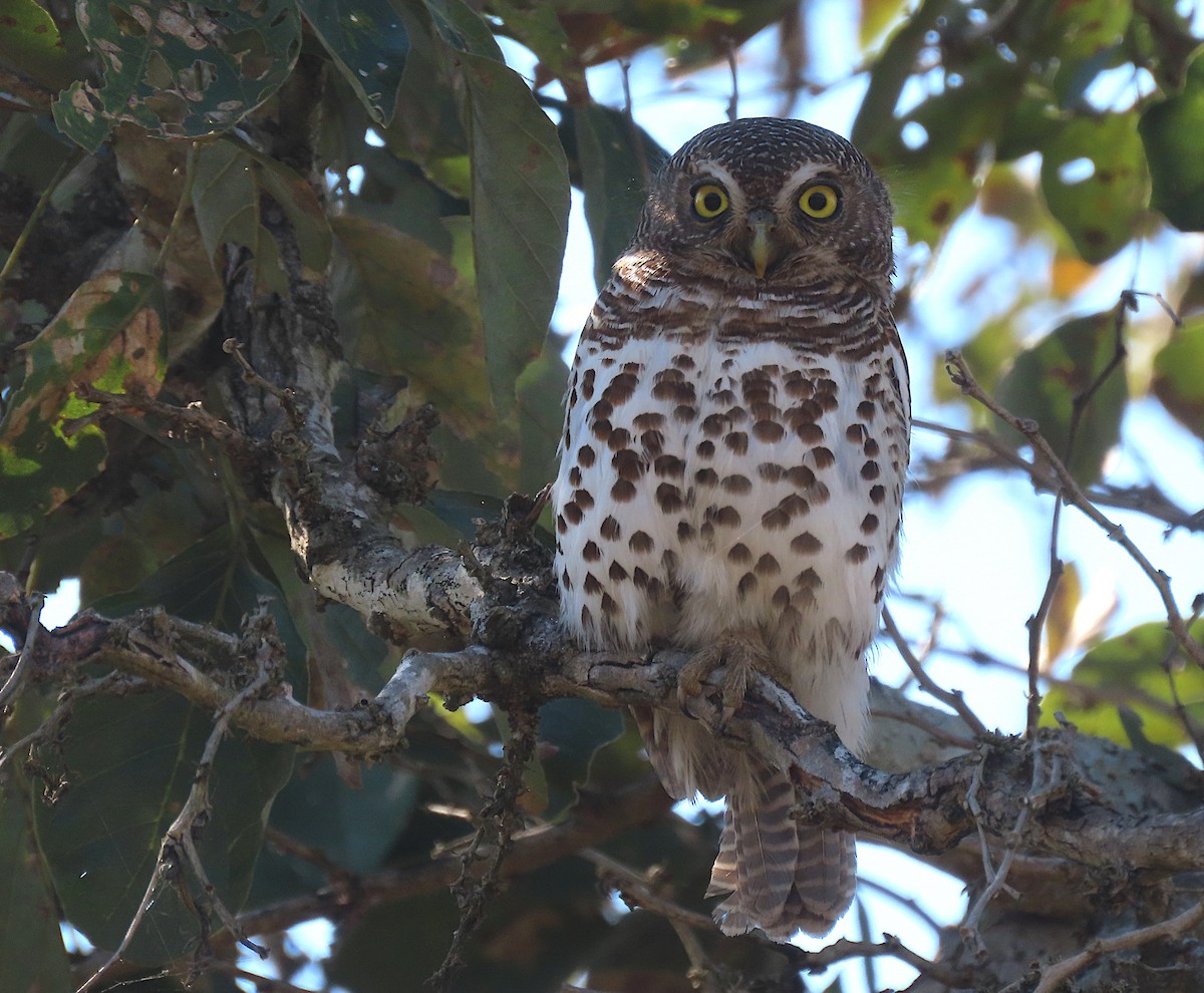 African Barred Owlet - ML605735721
